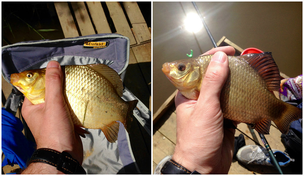 ловим золотого карася