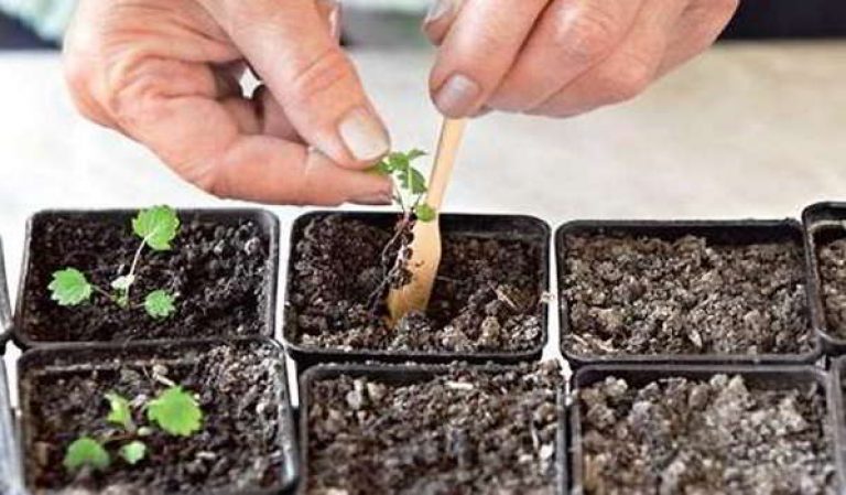 Bagaimana Untuk Menanam Strawberi Dari Video Benih Penyediaan Pemindahan Akan Mendorong Anak Benih Kepada Pertumbuhan Aktif Membentuk Sistem Akar Kuat Juga Ia Membantu Membuat Pemusnahan Pilih Hanya Salinan